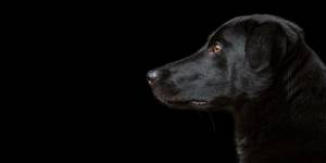 Dog Portrait Photography by Mark Hewitson Photography Dog Portrait Photography by Mark Hewitson Photography