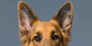 Dog-Photography-by-Mark-Hewitson-Photography-