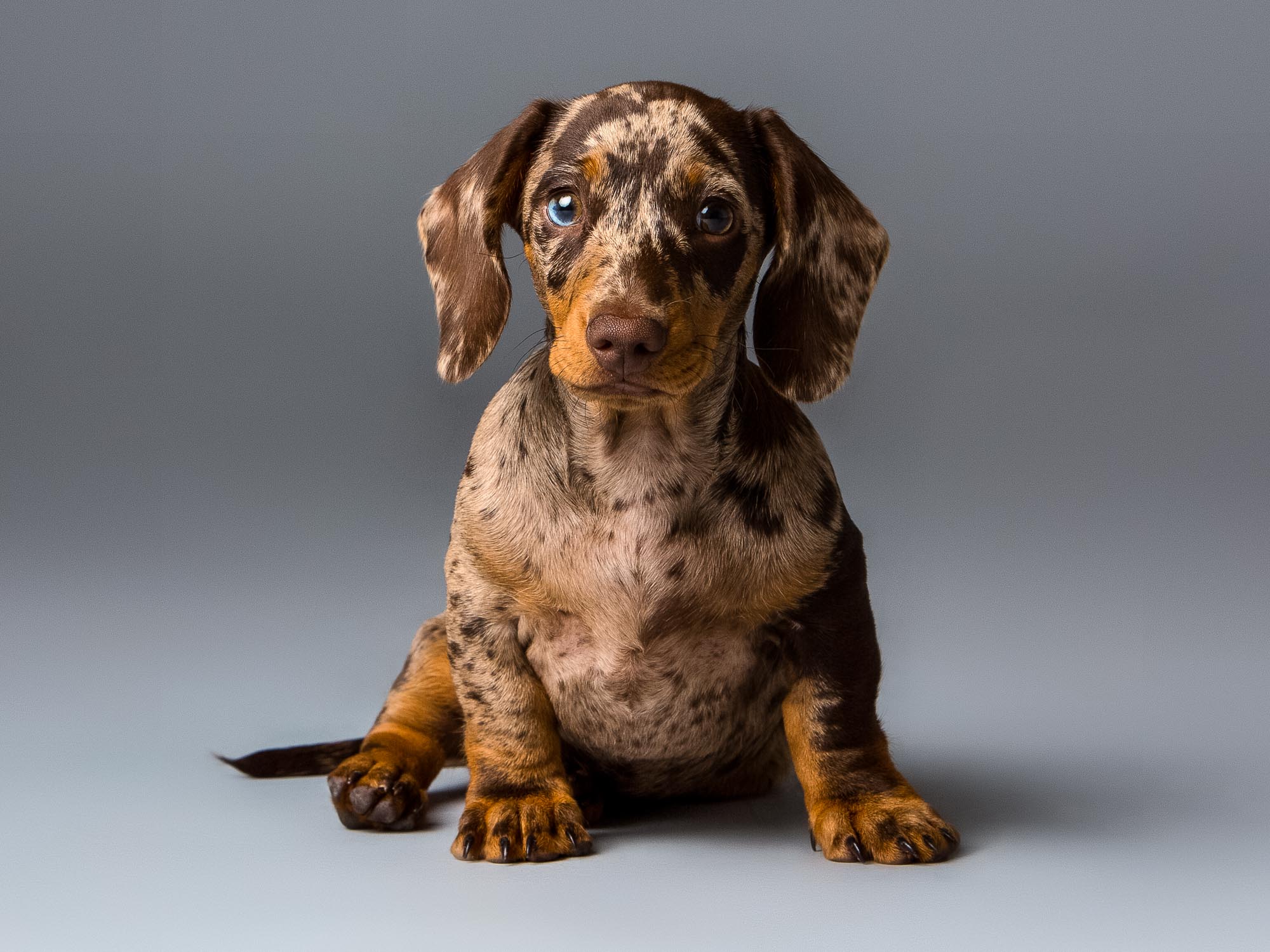 Dog-Photography-by-Mark-Hewitson-Photography Miniature Dachshund Portrait by Mark Hewitson Photography of Thame, Oxfordshire