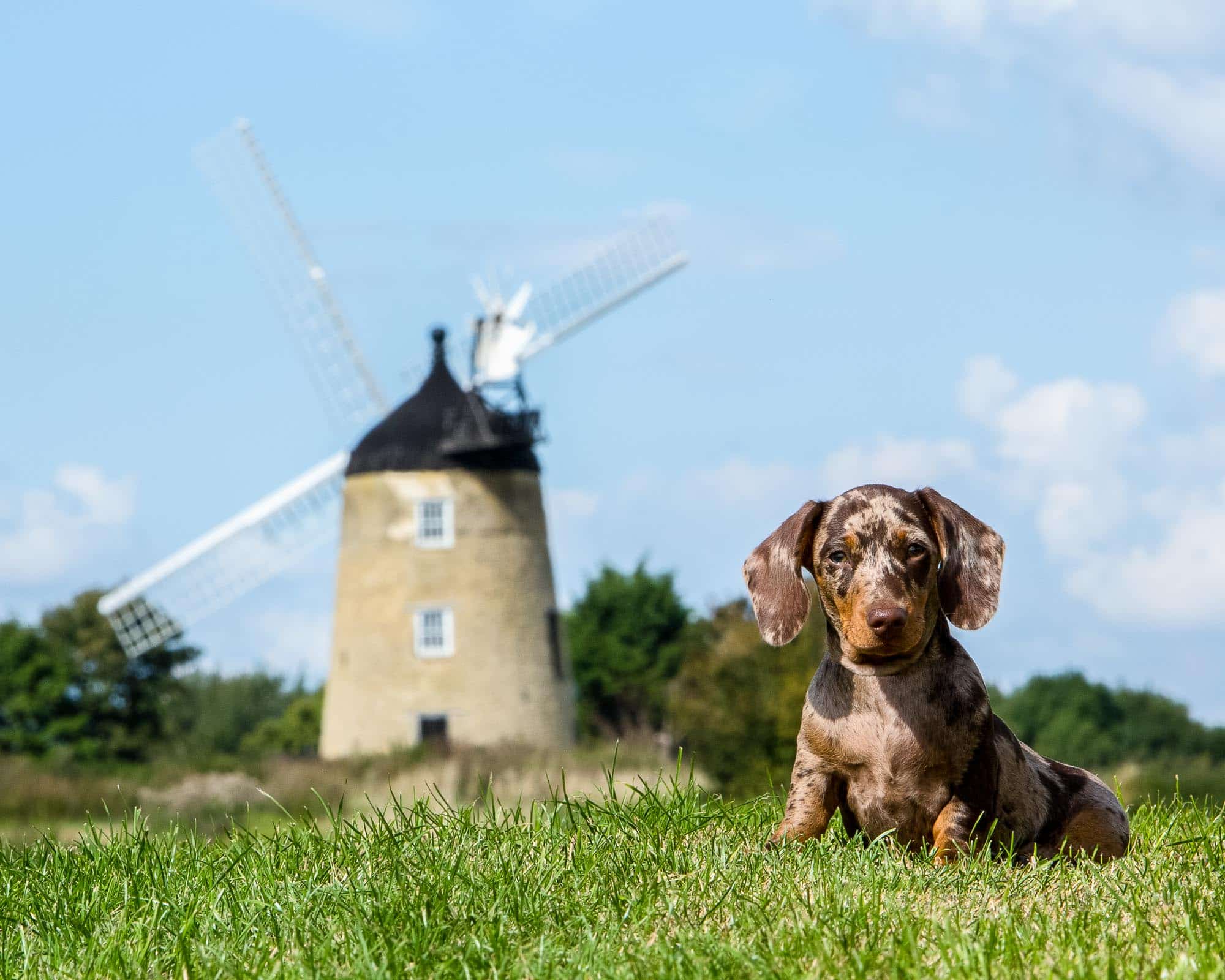 Dog-Photography-by-Mark-Hewitson-Photography Miniature Dachshund Portrait by Mark Hewitson Photography of Thame, Oxfordshire