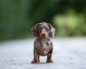 Dachshund-Dog-Photography-by-Mark-Hewitson-Photography Miniature Dachshund Portrait by Mark Hewitson Photography of Thame, Oxfordshire