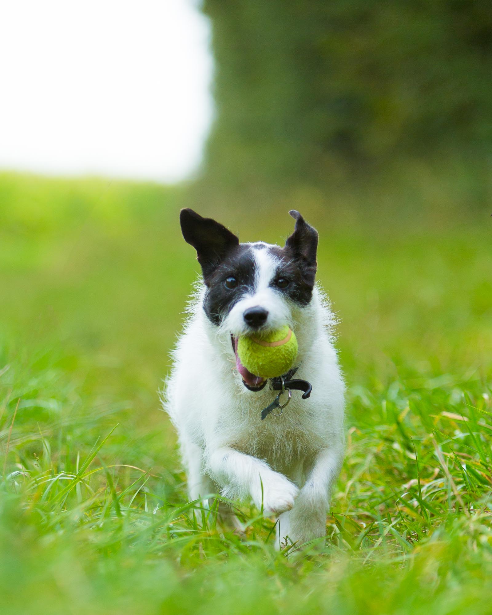 Dog-Photography-by-Mark-Hewitson-Photography-of-Thame Jack Russell Terrier portrait by Mark Hewitson Photography of Thame