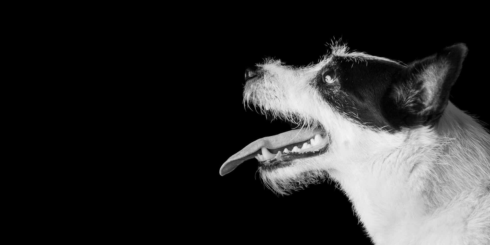 Dog-Photography-by-Mark-Hewitson-Photography-of-Thame Jack Russell Terrier, portrait by Mark Hewitson Photography of Thame