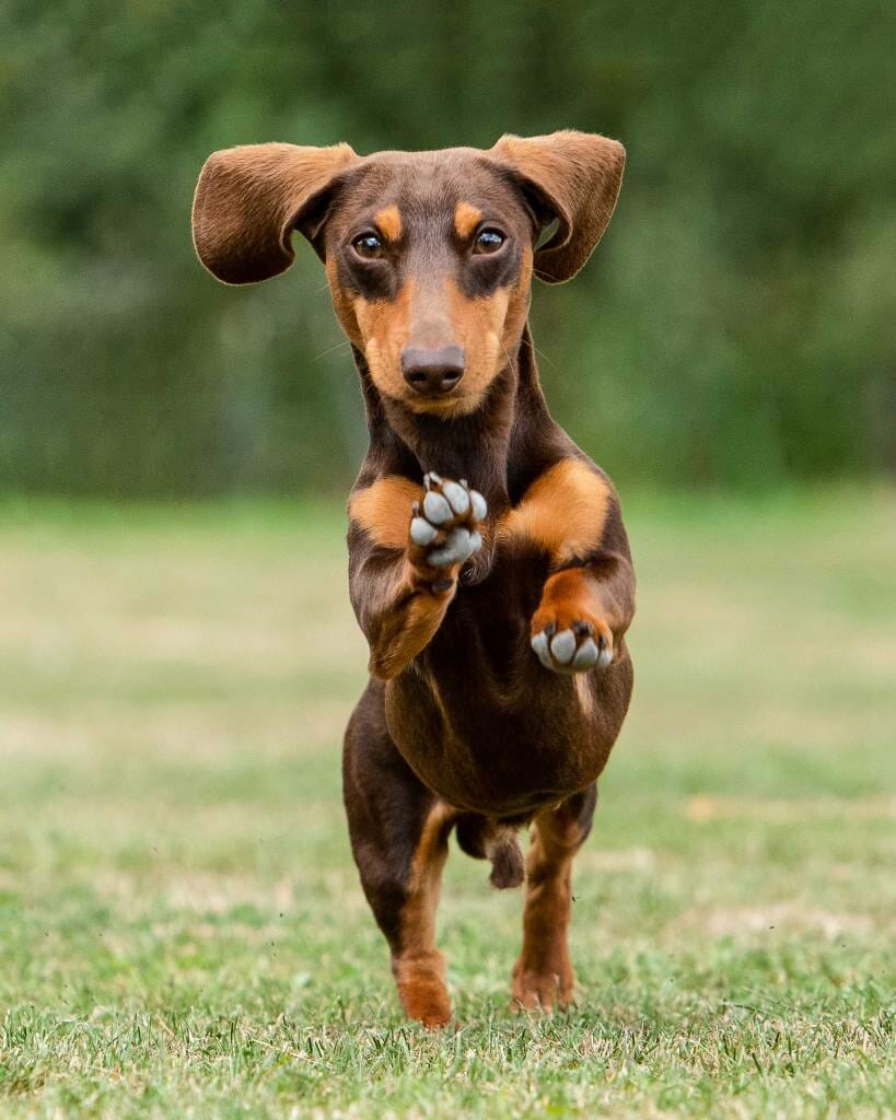 Dog portrait by Mark Hewitson Photography of Thame, Oxfordshire Dachshund running outside by Mark Hewitson of Mark Hewitson Photography, Thame, Oxfordshire