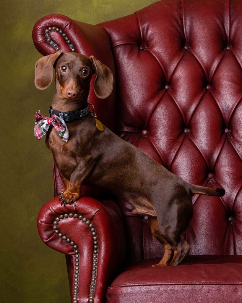 Dog portrait by Mark Hewitson Photography of Thame, Oxfordshire Dachshund on a Chesterfield Chair by Mark Hewitson Photography of Thame, Oxfordshire