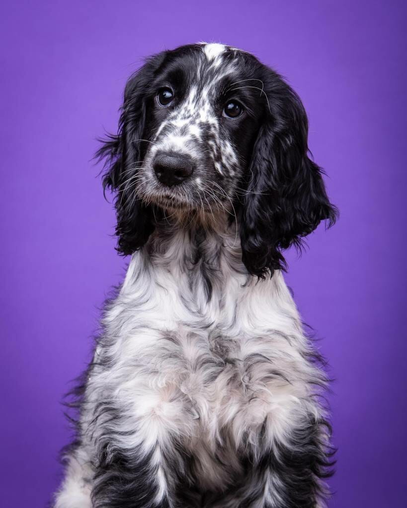 Dog portrait by Mark Hewitson Photography of Thame, Oxfordshire Cocker Spaniel on a purple background by Mark Hewitson of Mark Hewitson Photography, Thame, Oxfordshire