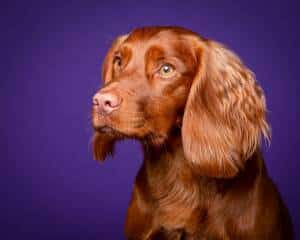 Dog portrait by Mark Hewitson Photography of Thame, Oxfordshire Working Cocker Spaniel on a purple background by Mark Hewitson Photography of Thame, Oxfordshire