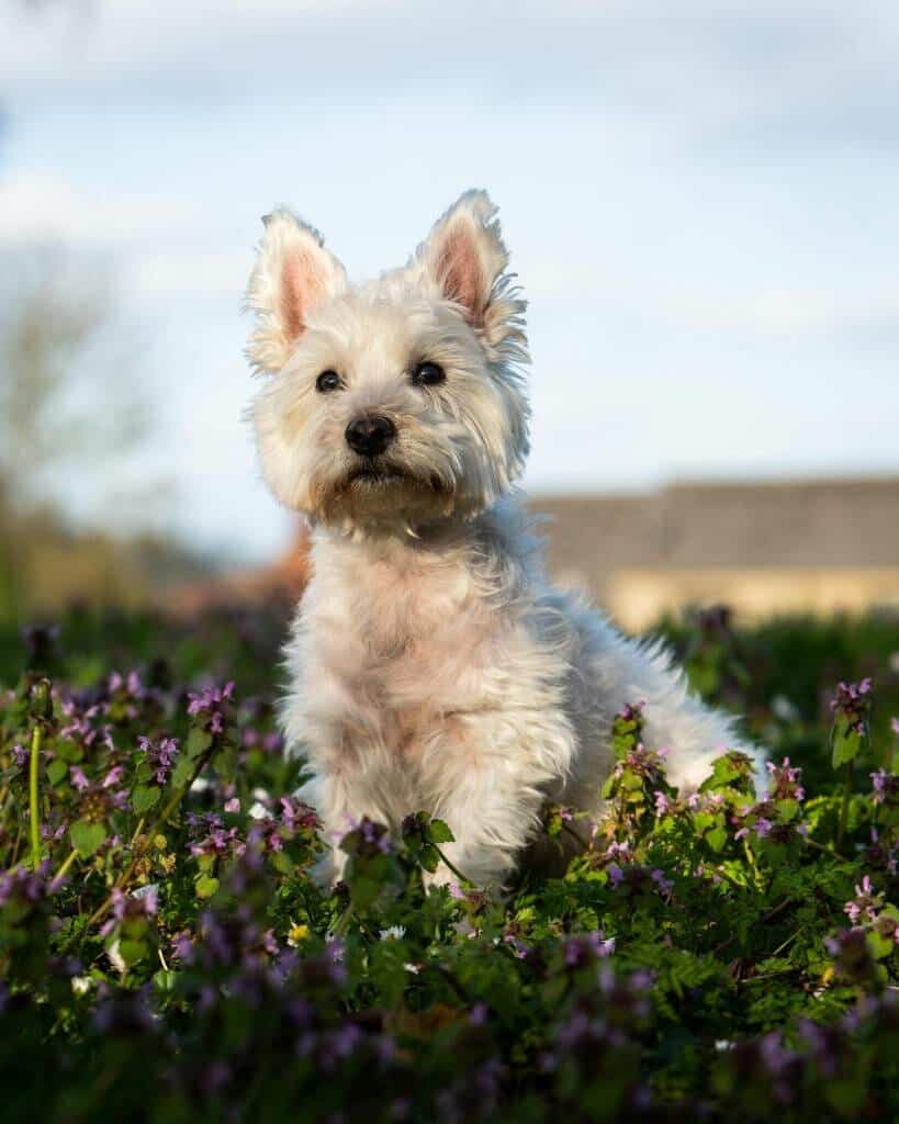 Location Dog Photography by Mark Hewitson Photography of Thame, Oxfordshire Location Dog Photography by Mark Hewitson Photography of Thame, Oxfordshire