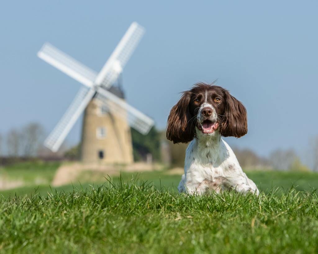 Springer Spaniel Location Dog Photography by Mark Hewitson Photography of Thame, Oxfordshire Springer Spaniel Location Dog Photography by Mark Hewitson Photography of Thame, Oxfordshire