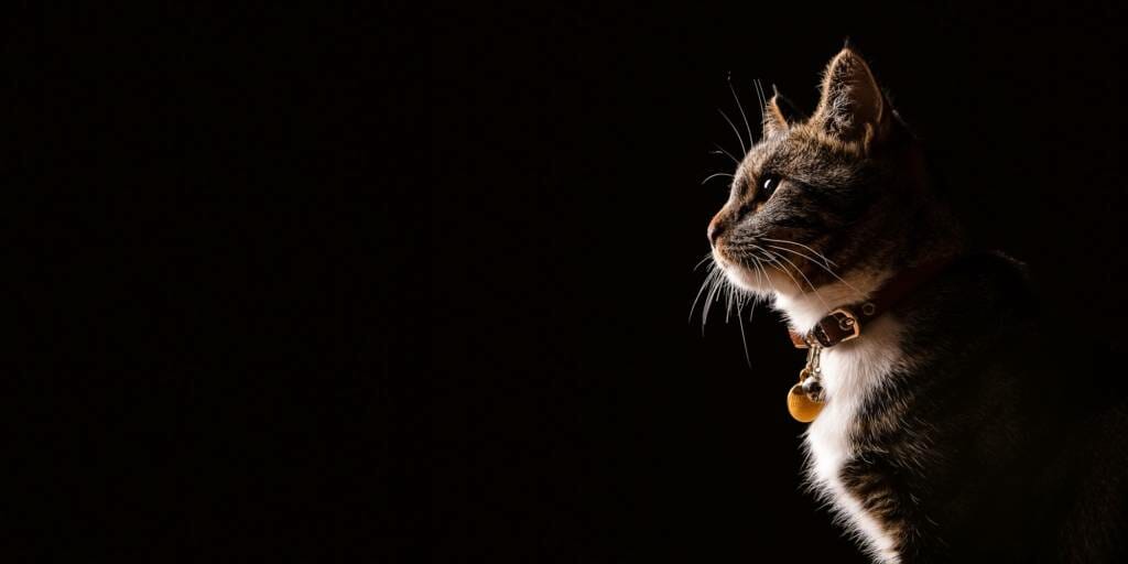 Cat-Photography-by-Mark-Hewitson-Photography-Thame-Oxfordshire-1 Cat Portrait Photography by Mark Hewitson Photography of Thame, Oxfordshire